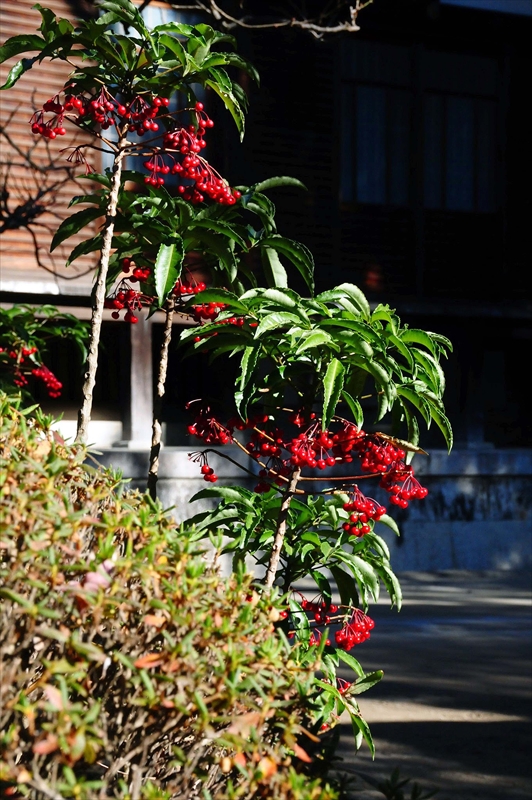 1054_鎌倉円覚寺_神奈川