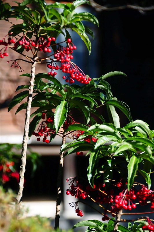 1055_鎌倉円覚寺_神奈川