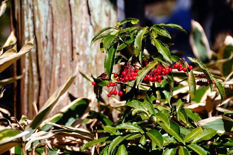 1056_鎌倉円覚寺_神奈川