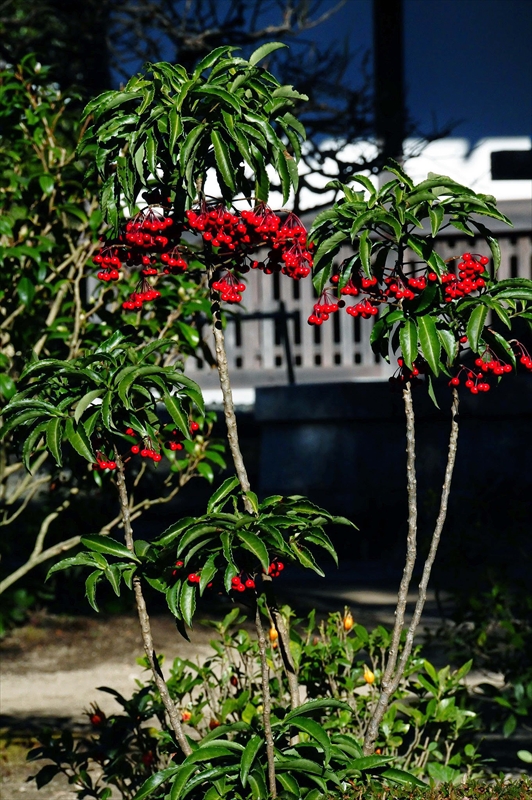 1057_鎌倉円覚寺_神奈川