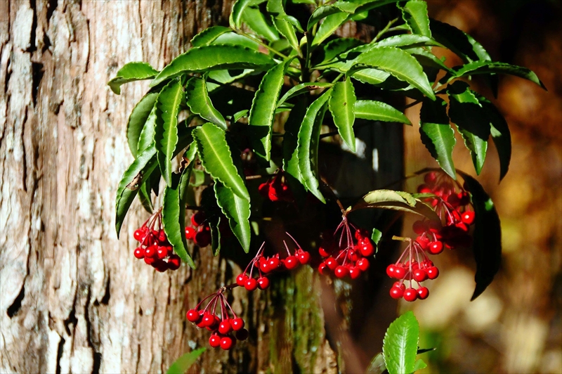 1058_鎌倉円覚寺_神奈川
