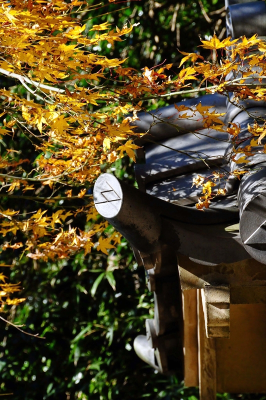 1061_鎌倉円覚寺_神奈川