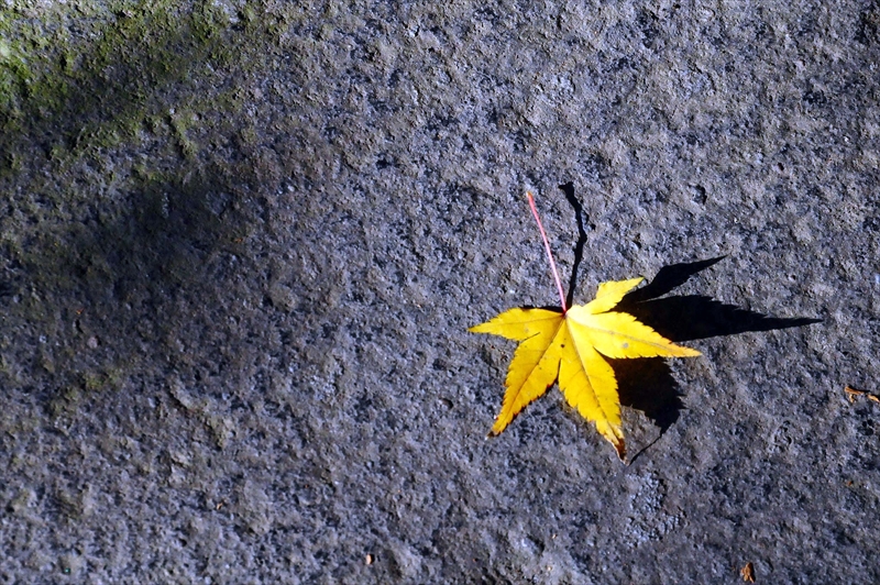 1062_鎌倉円覚寺_神奈川