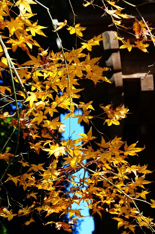 1063_鎌倉円覚寺_神奈川