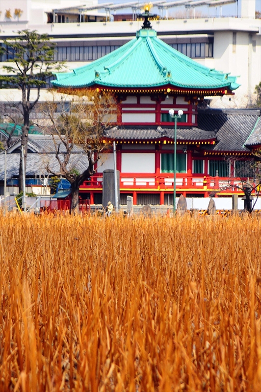 1031_不忍池_東京