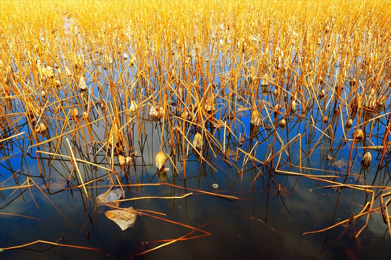 1034_不忍池_東京