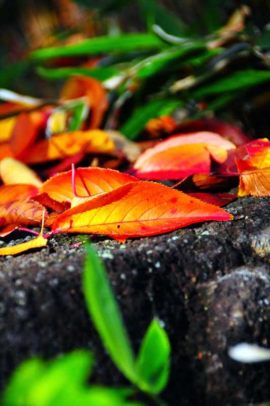 1015_游愁の美_日本