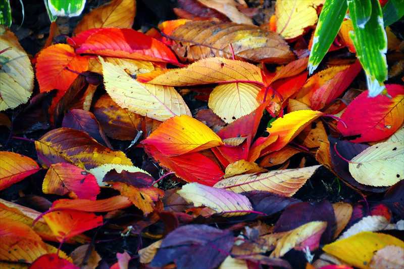 1016_游愁の美_日本