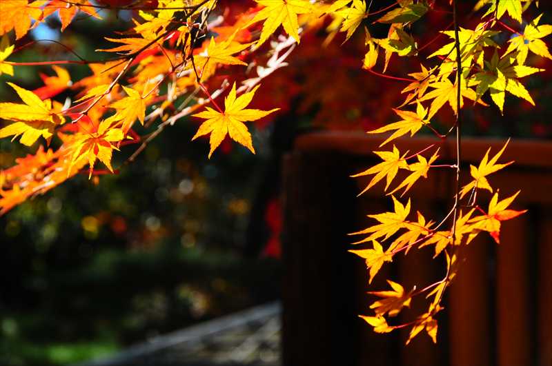 1004_後楽園_岡山