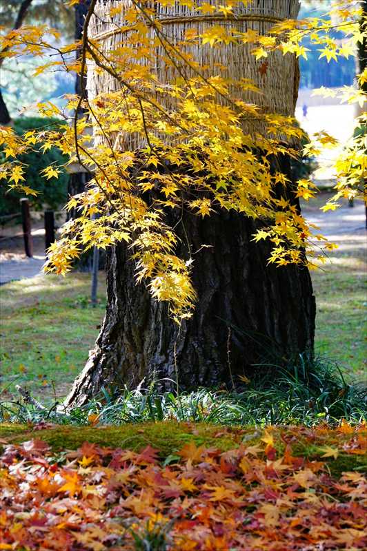 1006_後楽園_岡山
