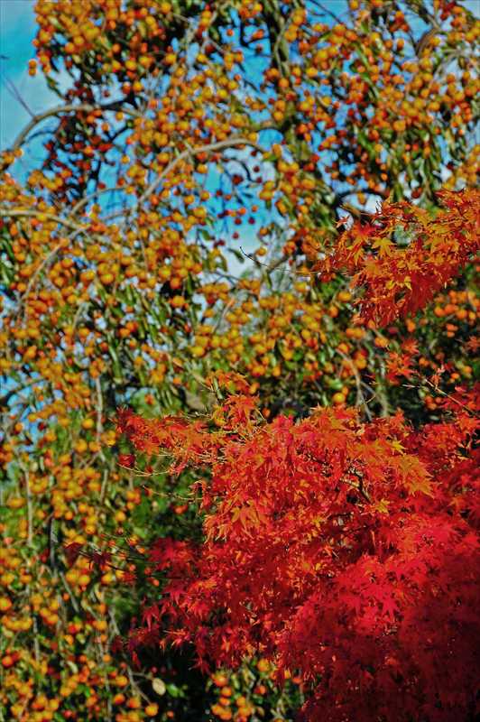 1015_後楽園_岡山