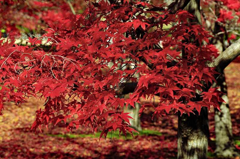 1018_後楽園_岡山