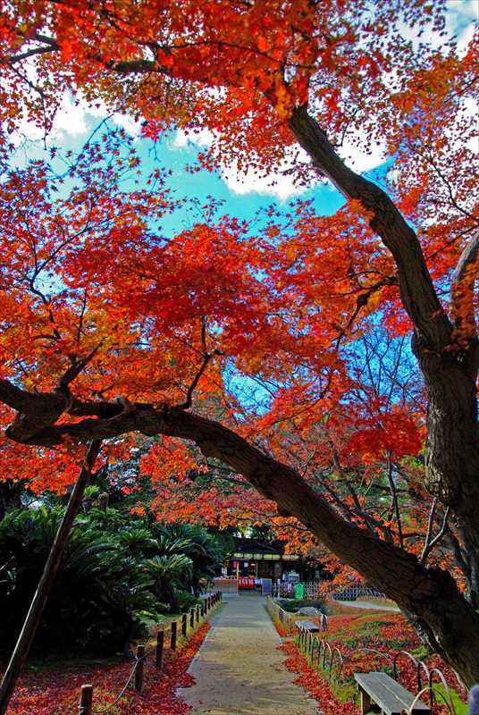 1022_後楽園_岡山