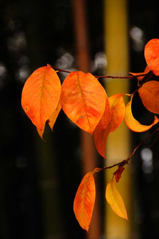 1025_後楽園_岡山
