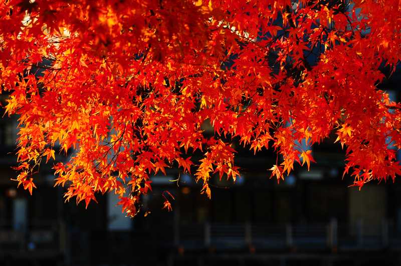 1032_後楽園_岡山