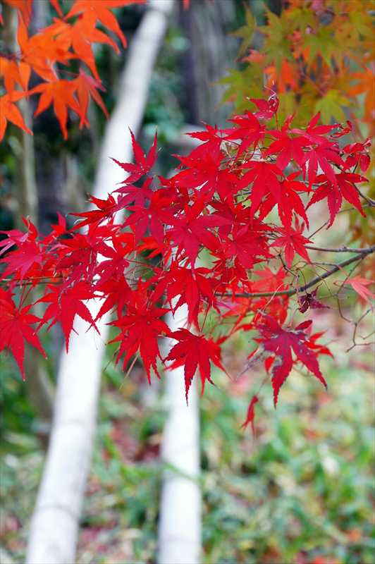 1001_洛南 宇治平等院_京都