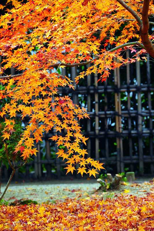 1006_洛南 宇治平等院_京都