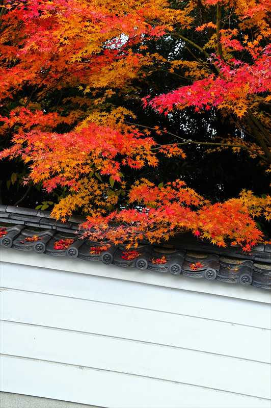 1011_洛南 宇治平等院_京都