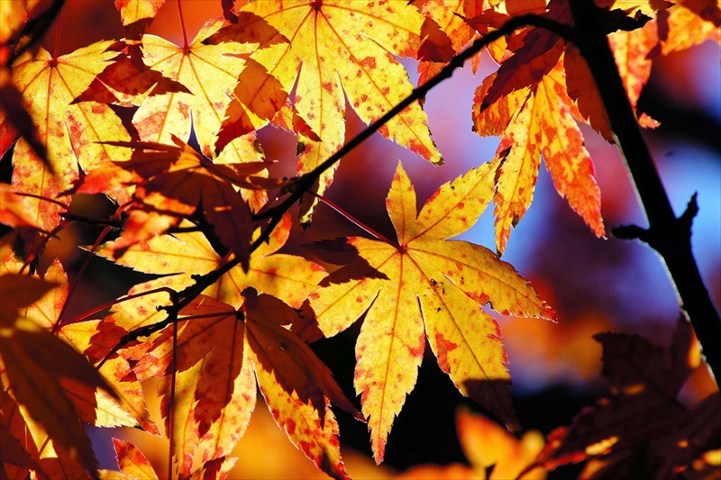 1115__横浜市新羽町_神奈川