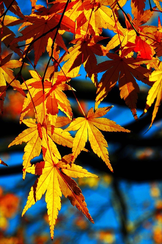 1117__横浜市新羽町_神奈川