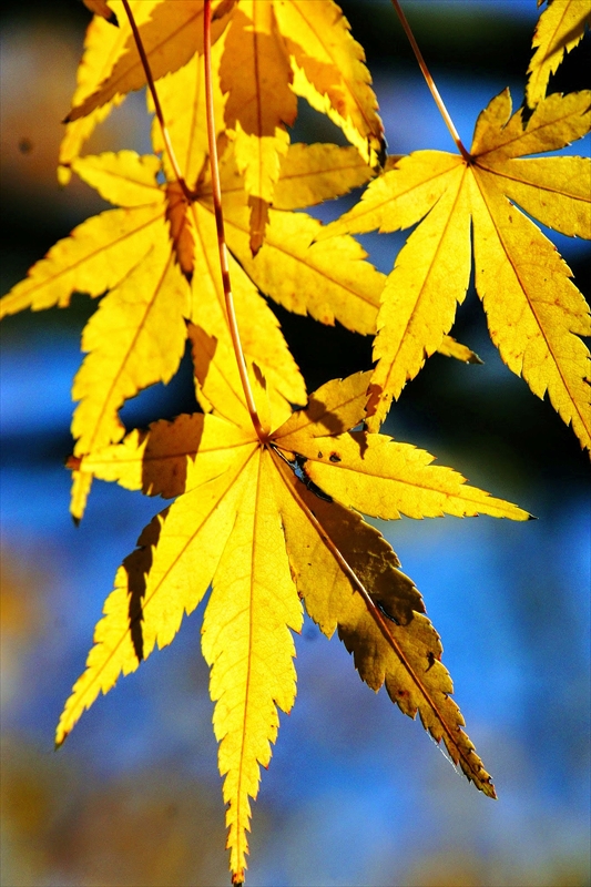 1118__横浜市新羽町_神奈川