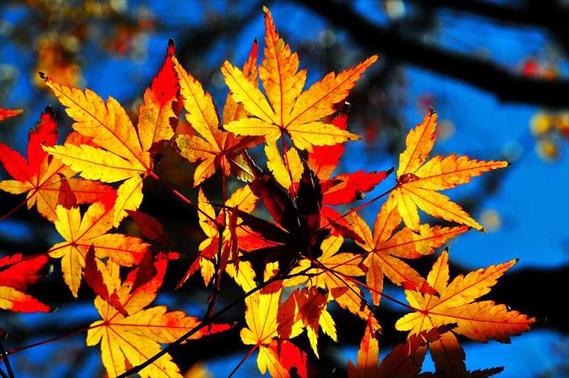 1023_游愁の美_日本