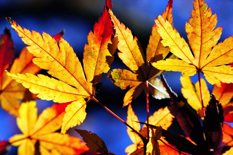 1120__横浜市新羽町_神奈川