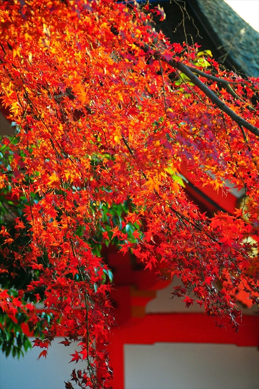 1012_京都 石清水八幡宮_京都