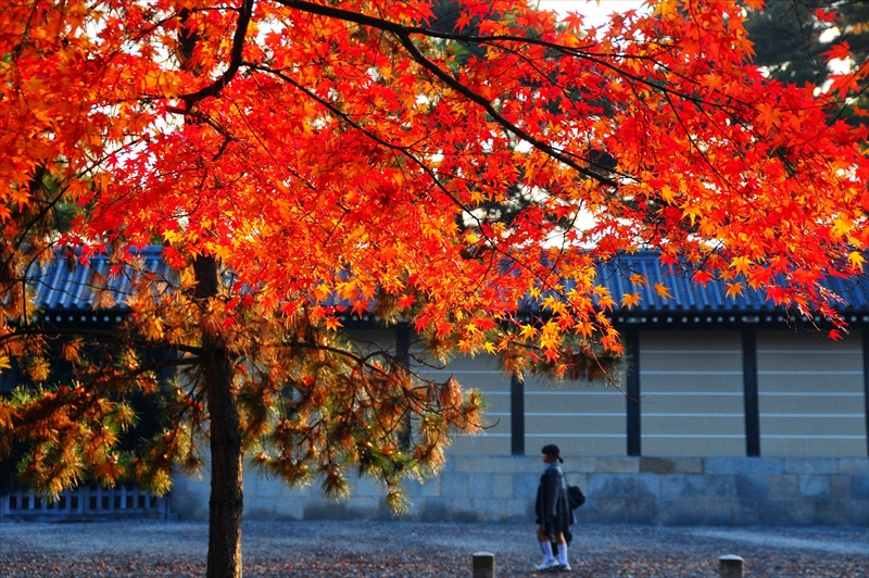 1038_洛中 京都御苑_京都