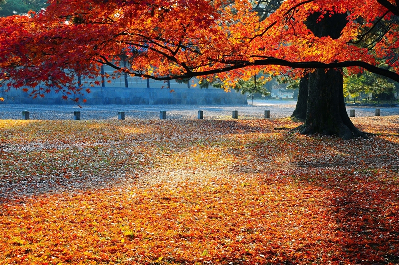 1039_洛中 京都御苑_京都