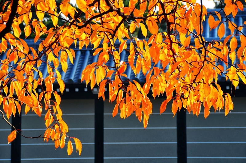 1040_洛中 京都御苑_京都