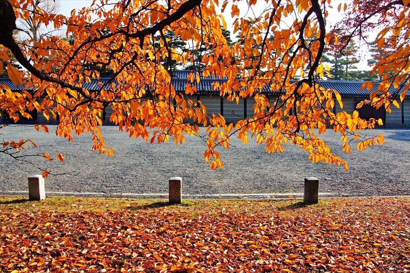 1041_洛中 京都御苑_京都