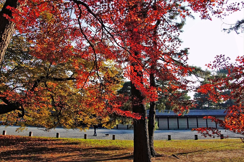 1042_洛中 京都御苑_京都