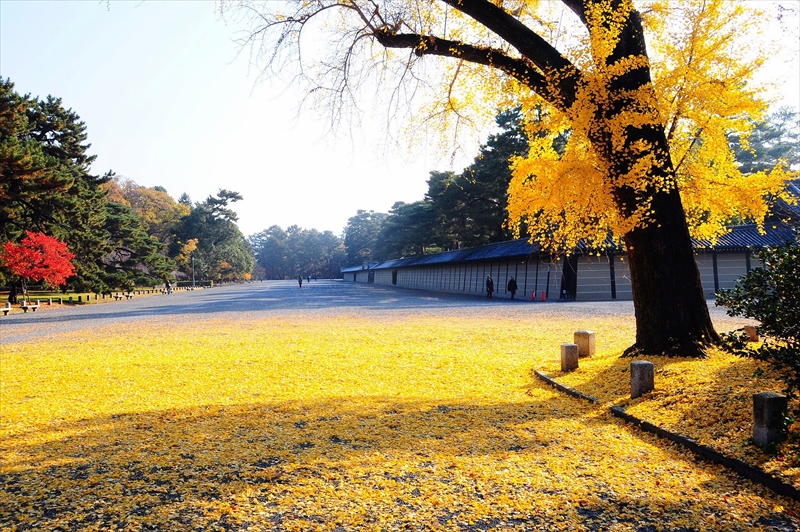 1043_洛中 京都御苑_京都