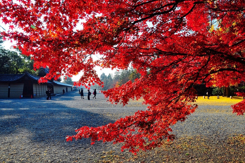 1044_洛中 京都御苑_京都