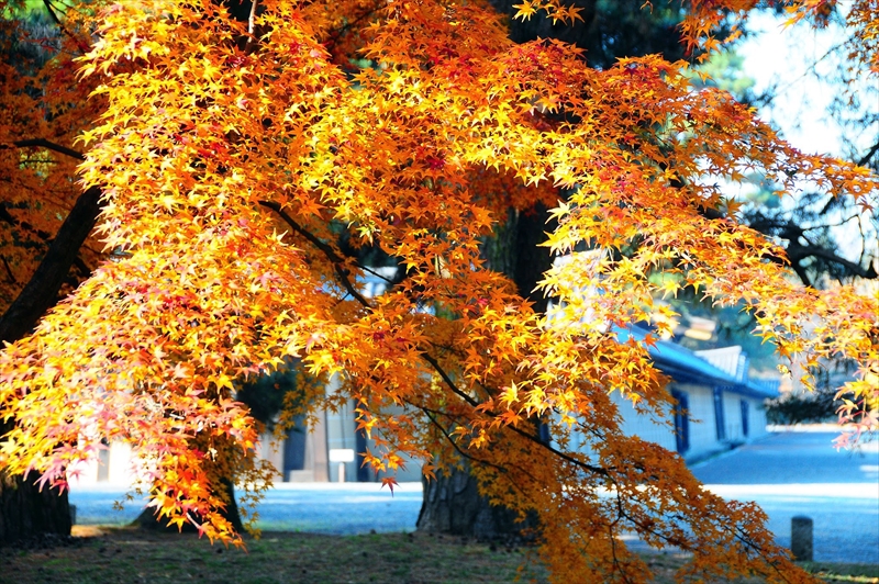 1046_洛中 京都御苑_京都