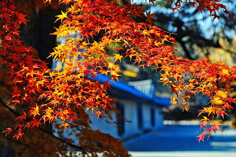 1047_洛中 京都御苑_京都