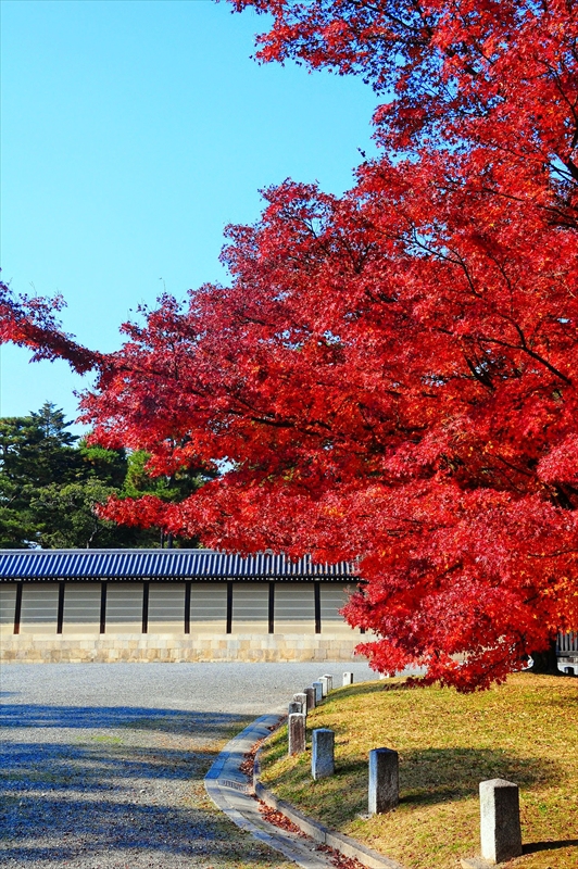 1048_洛中 京都御苑_京都