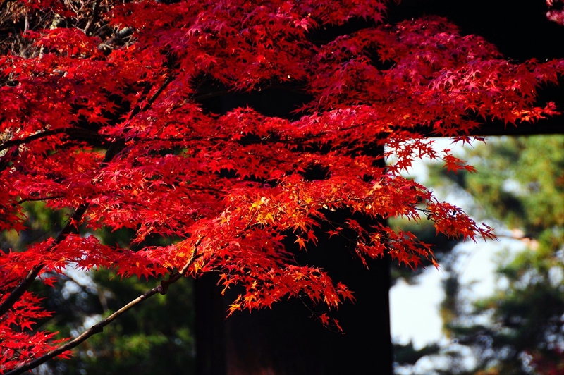 1036_洛東 南禅寺_京都