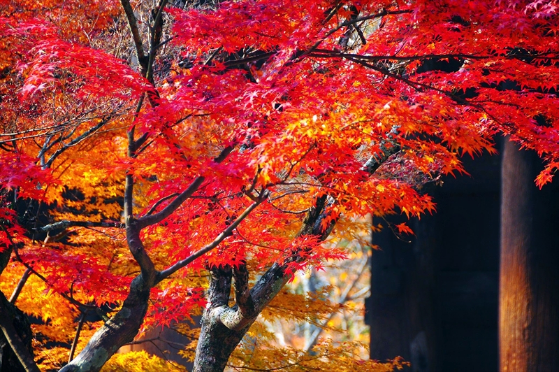 1037_洛東 南禅寺_京都