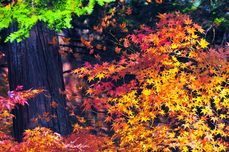 1041_洛東 南禅寺_京都