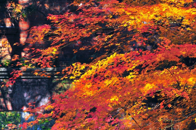 1042_洛東 南禅寺_京都