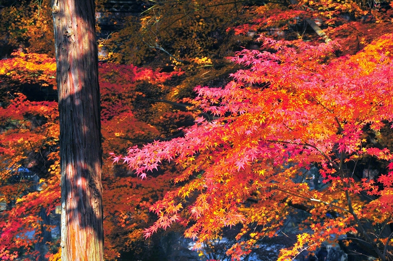 1043_洛東 南禅寺_京都