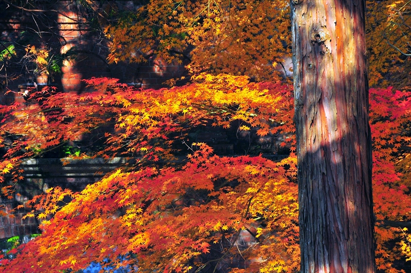 1044_洛東 南禅寺_京都