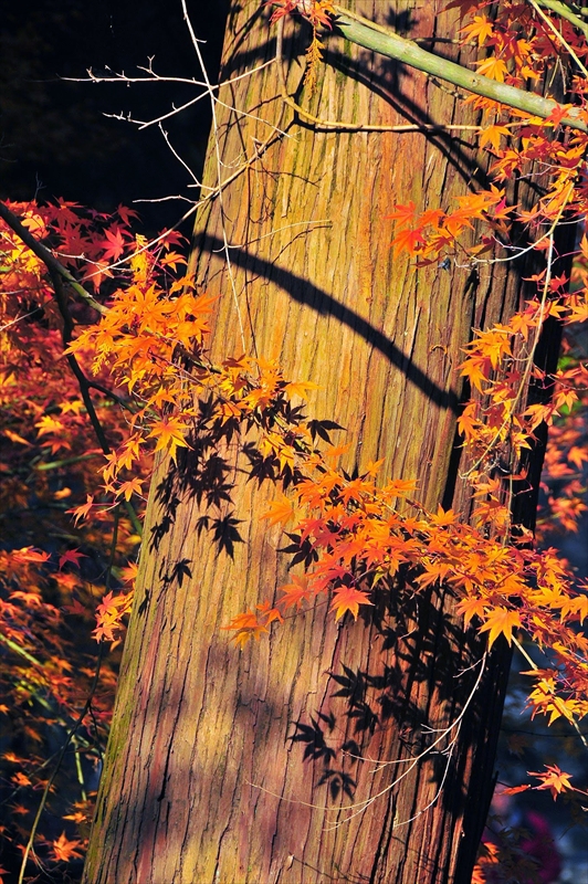 1045_洛東 南禅寺_京都