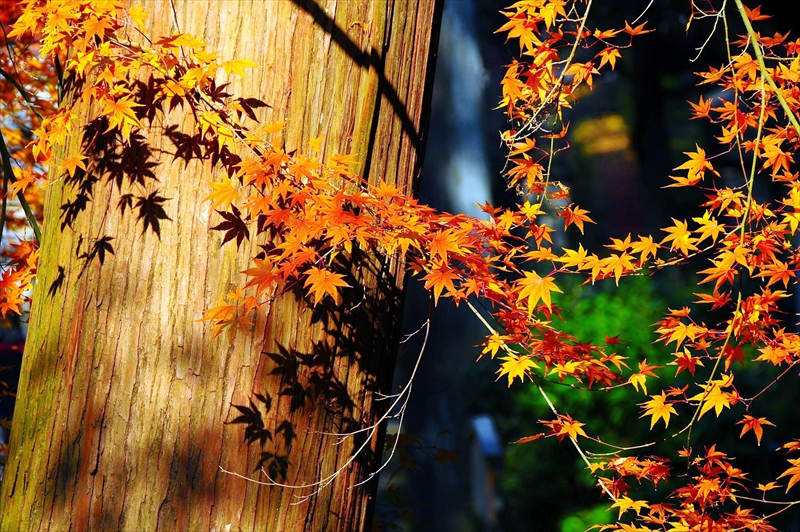 1046_洛東 南禅寺_京都