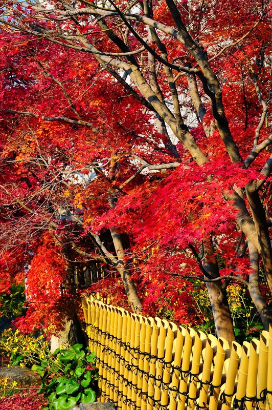 1126_洛東 永観堂_京都