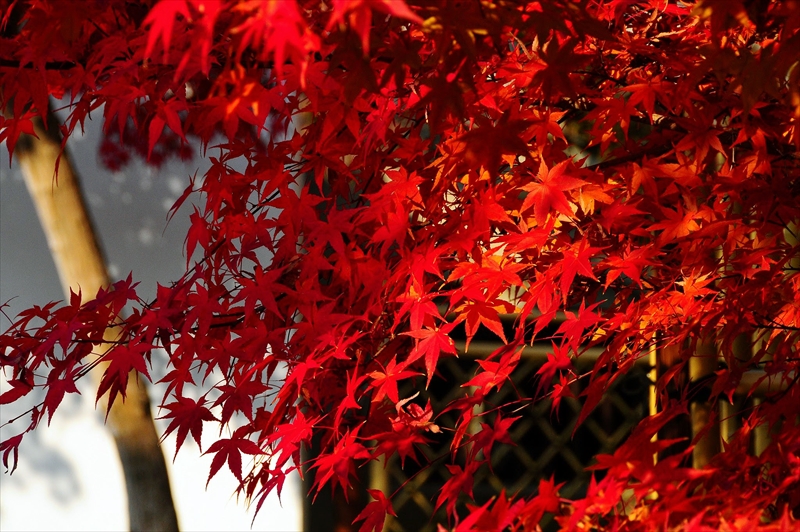 1127_洛東 永観堂_京都