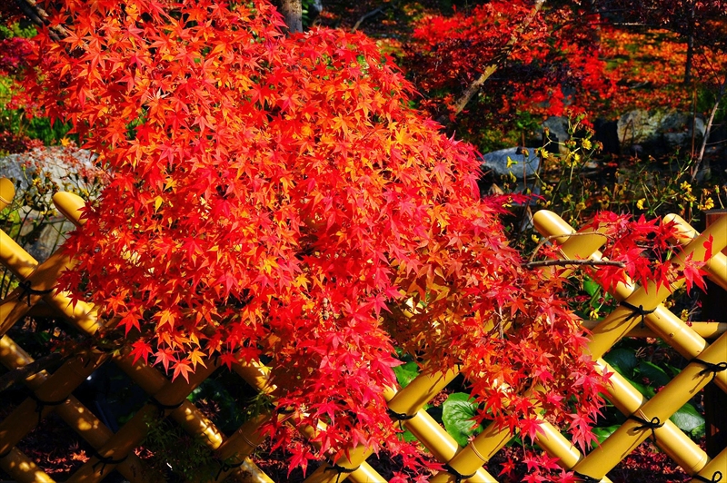 1128_洛東 永観堂_京都