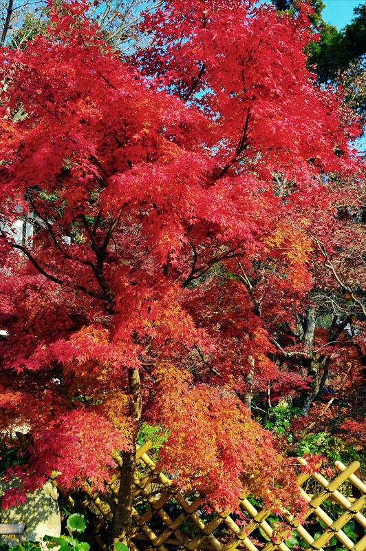 1129_洛東 永観堂_京都